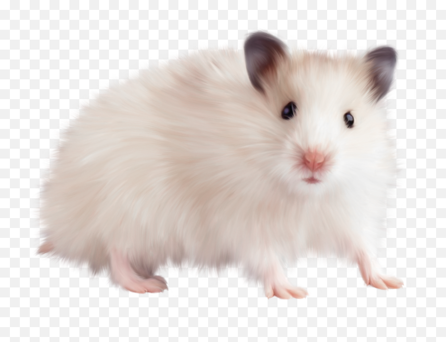 Pin - Transparent Background Mouse Animal Png,Rat Transparent