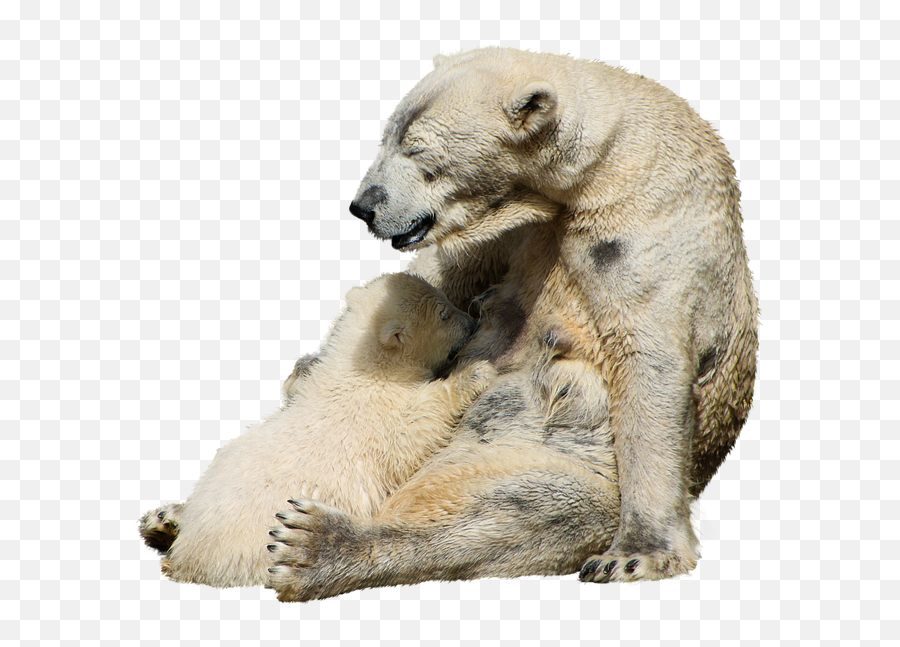 Polar Bear With Child Ice Isolated - Free Photo On Pixabay Polar Bear Png,Ice Bear Png