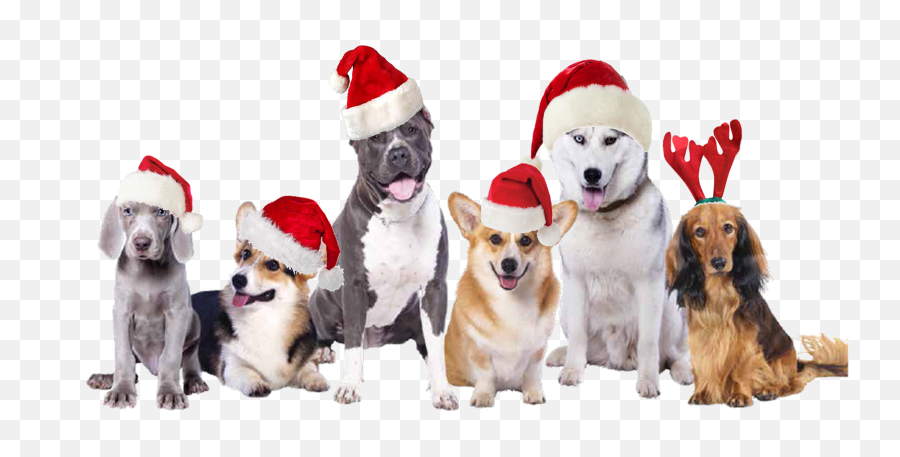 Mountain Dog Food - Transparent Christmas Dog Png,Dogs Transparent