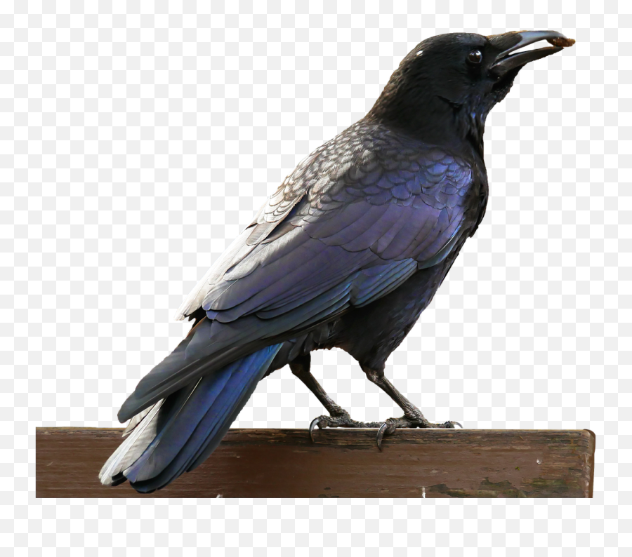 Birdcrowravenraven Birdbill - Free Image From Needpixcom Vögel Rabe Png,Raven Transparent Background