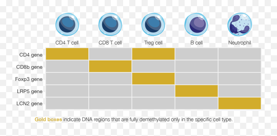Technology Epiontis Id - Vertical Png,Cells Png