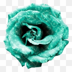Turquoise Png Images In Collection - Rose