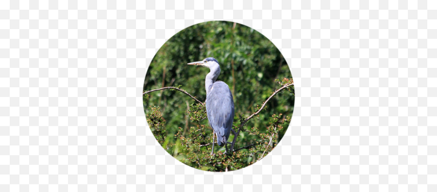 Present For The Planet Wildlife Icon Png Heron