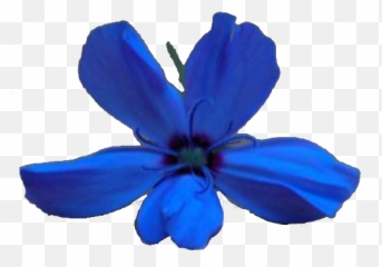 Good Vibes U2013 Indigo Era Healing - Irises png
