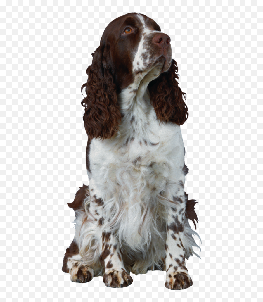 Png Of Dog 8 Transparent Image For Free Download Starpng - English Springer Spaniel Field Cut,Dog Png Transparent