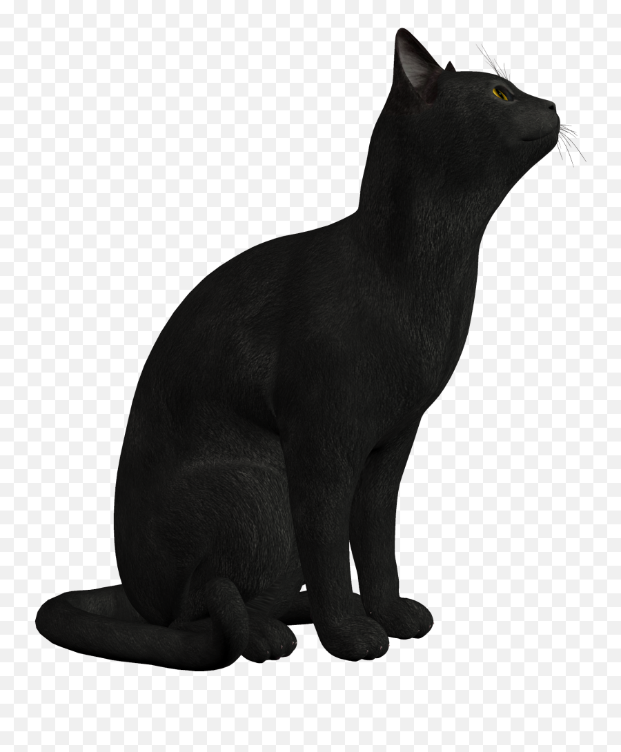 Persian Cat Black Kitten Clip Art - Black Cat Png Clipart,Kitten Transparent Background