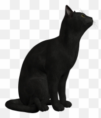 Persian Cat Black Kitten Clip Art - Png Clipart