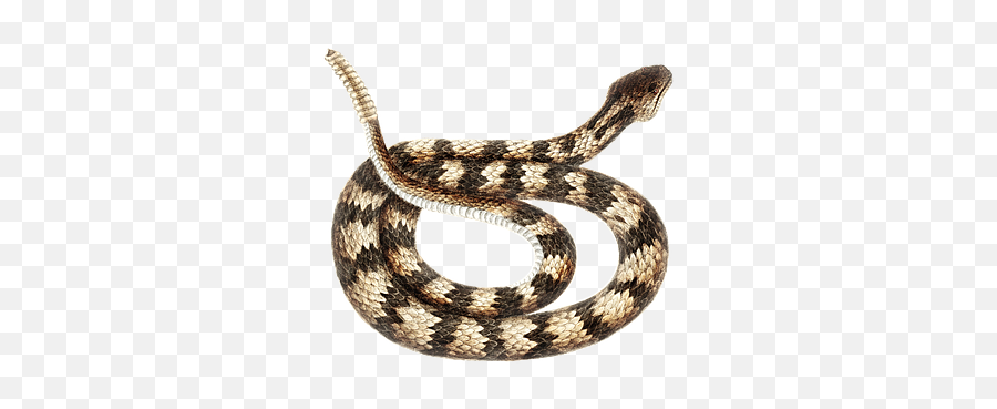 90 Free Rattlesnake U0026 Snake Images - Rattle Snake Realistic Clipart Png,Rattlesnake Icon