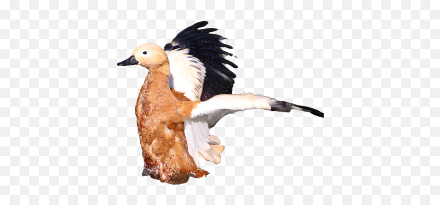 Bird - Ofprey Png Images Download Bird Birdofprey Png Domestic Duck,Prey Icon