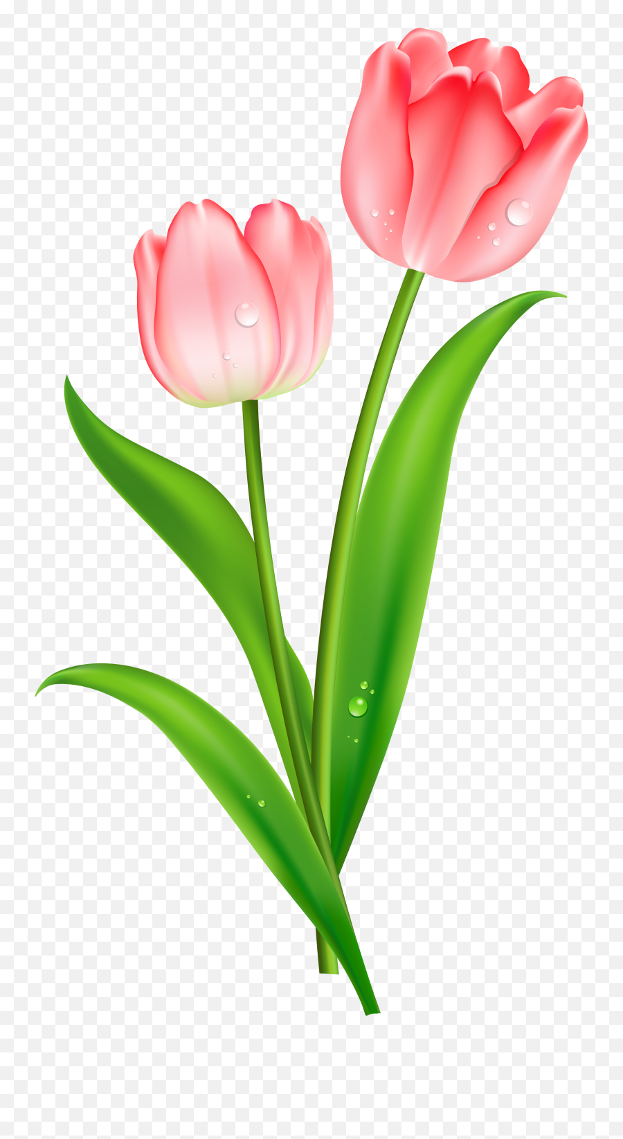 Tulip Flower Png Files - Tulip Clipart Transparent Background,Tulip Transparent
