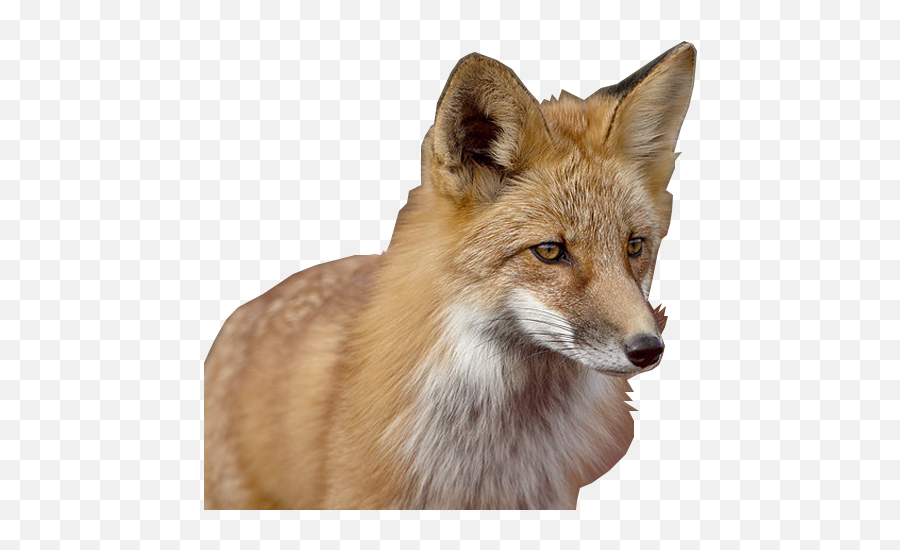 Download 100 Free Transparent Fox Png Image Available To - Lobo Fox,Fox Png