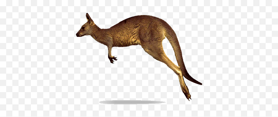 Kangaroo Png Transparent Images - Jumping Kangaroo White Background,Kangaroo Transparent Background