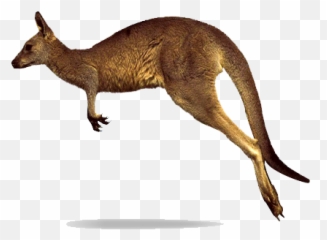 Kangaroo Png Transparent Images - Jumping Kangaroo White Background,Kangaroo Transparent Background