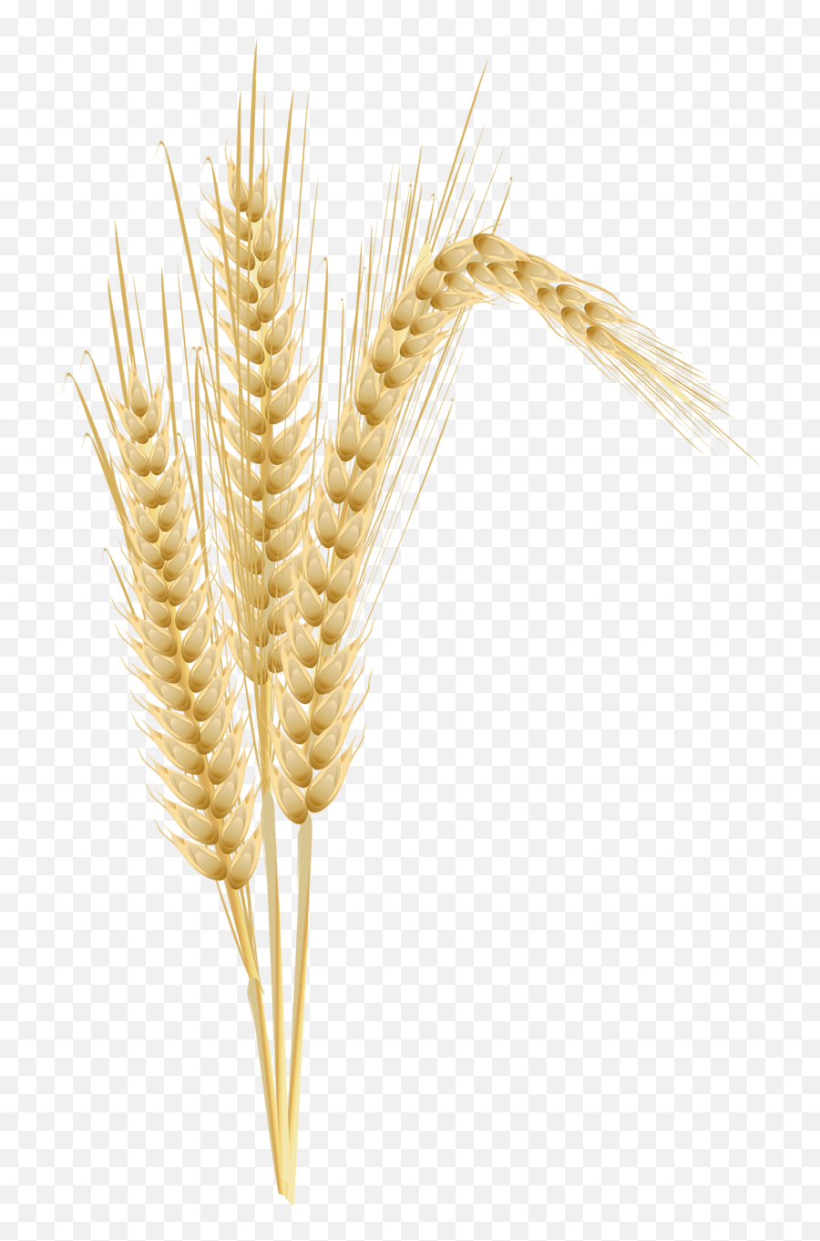 Wheat Transparent Png Clipart Images Free Download - Free Espiga De Trigo En Png,Wheat Transparent Background