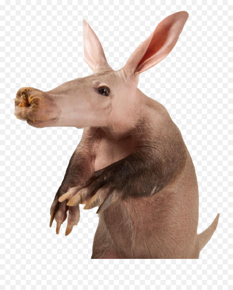 Aardvark Png Free Image All - Thomas And Friends 3 In 1 Shampoo Memes,Liver Png