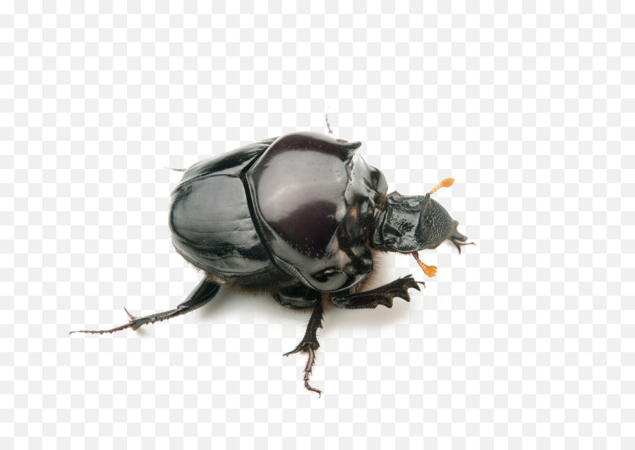 Dung Beetle Transparent Background - Dung Beetle Png,Beetle Png