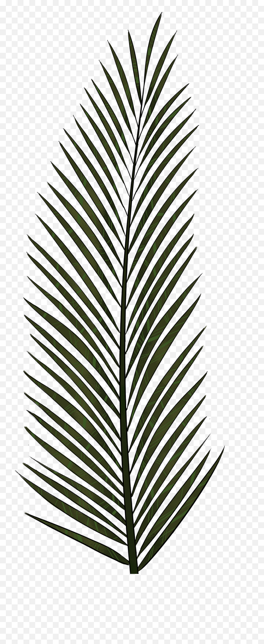 Fern Clipart Foliage Transparent Free For - Palm Tree Leaves Drawing Png,Foliage Png