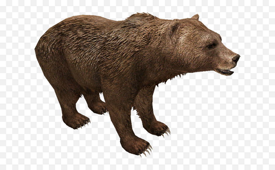 Download Hd Eurasian Brown Bear - Grizzly Bear Png,Brown Bear Png