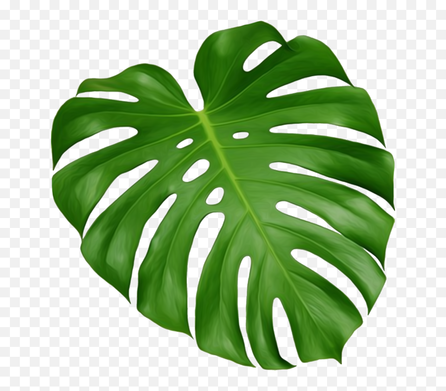 Plant Leaves - Monstera Leaf Cross Stitches Pattern Png,Monstera Leaf Png