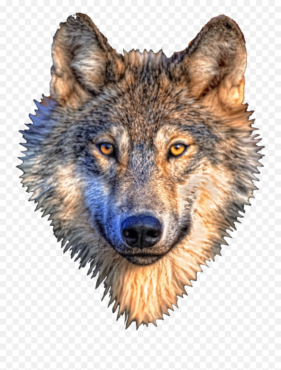 Download Free Png Wolf Head - Transparent Background Wolf Face Png,Wolf Head Png