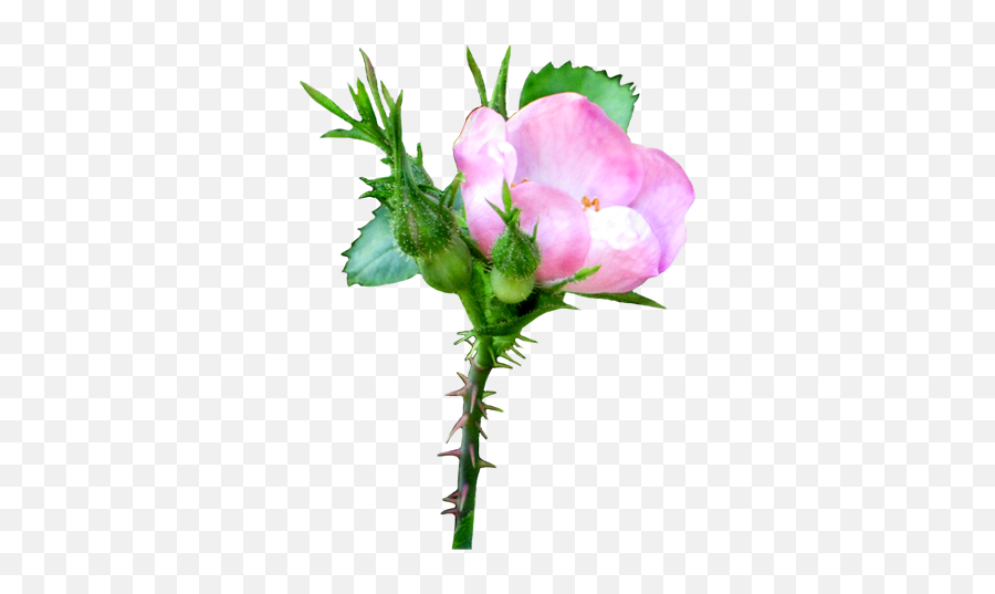 Flower Image Gallery - Useful Floral Clip Art Growing Flower Transparent Background Png,Flower Png Transparent