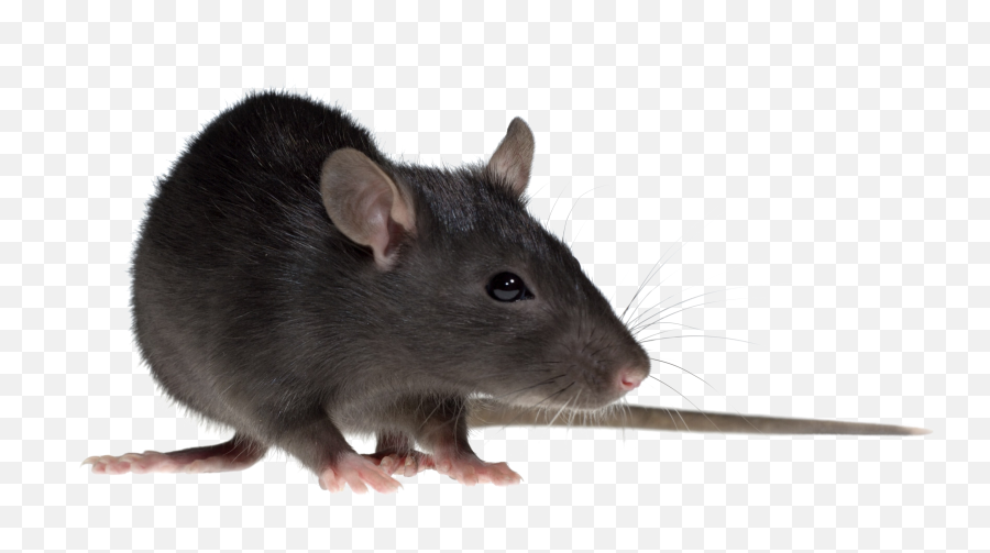 Download Hd Rat Png Image - Dangerous Rat In The World,Rat Transparent