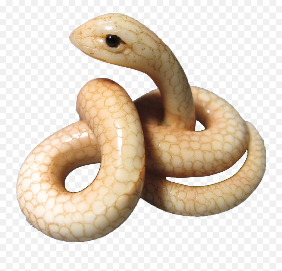 Rattlesnake - Transparent White Snake Png,Rattlesnake Png