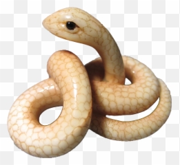 Rattlesnake - Transparent White Snake Png,Rattlesnake Png