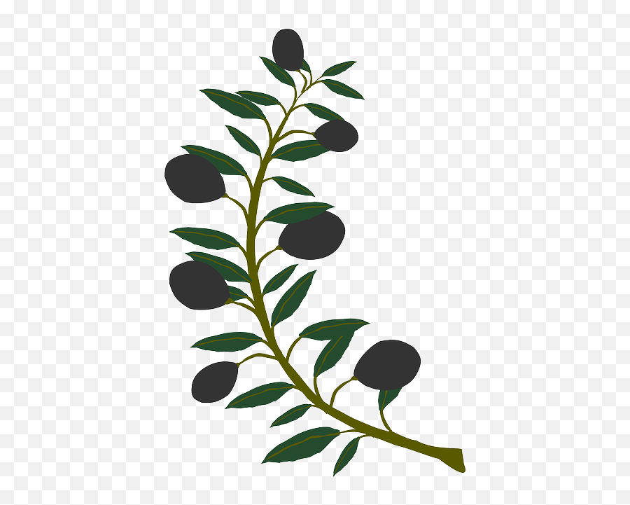 Plant Tree - Clip Art Olive Tree Branches Png,Olive Branch Png