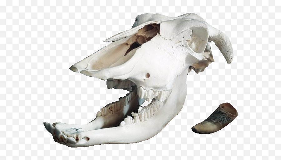Veterinary - Cow Skull Bone Skull Png,Cow Skull Png