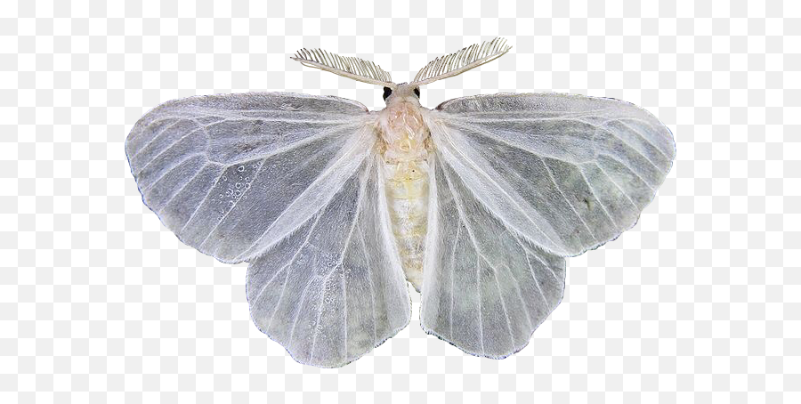 Moth White Png Whitepng Moths Sticker By Chloris - Butterfly,Moth Transparent Background
