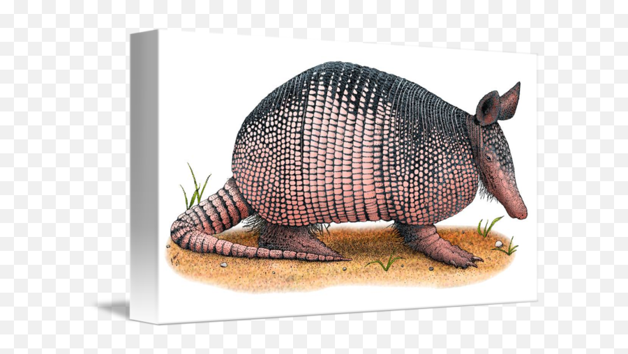 Nine - Armadillo Png,Armadillo Png