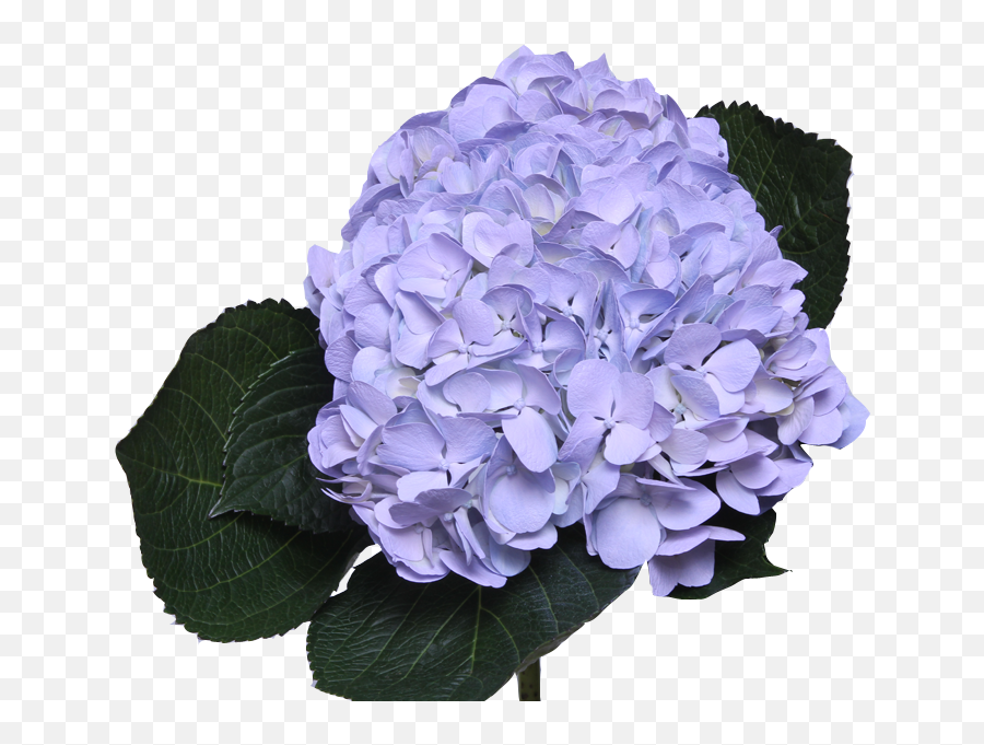 Light Purple Flower Png - Hydrangea Flower Light Purple Png,Purple Flowers Png