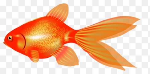 Png Goldfish Images Transparent - Fish Graphic Clip Art Background