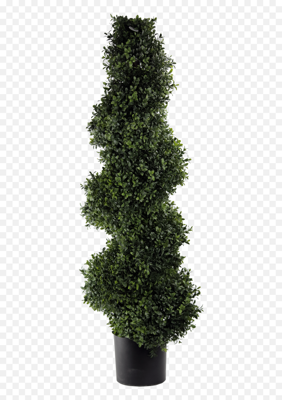 Deluxe Spiral Boxwood Topiary - Transparent Topiary Png,Boxwood Png