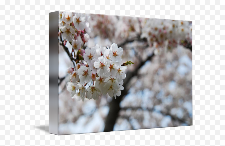 Cherry Blossom - Cherry Blossom Png,Sakura Tree Png