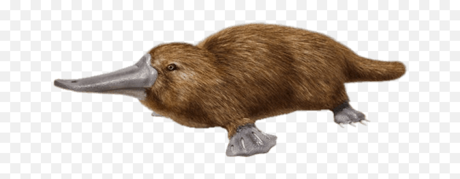 Download Free Png Duck Billed Platypus Images - Duck Billed Platypus Simple,Duck Transparent Background