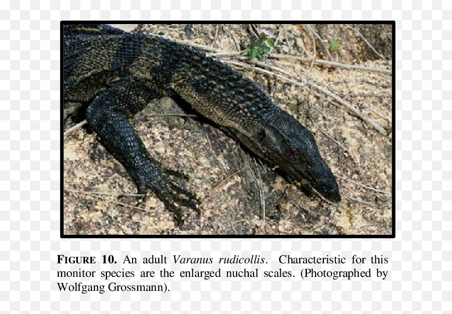 A Juvenile Of Varanus Rudicollis - Varanus Mabitang Png,Lizard Transparent