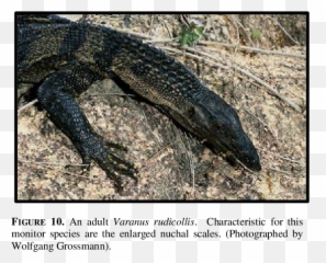 A Juvenile Of Varanus Rudicollis - Varanus Mabitang Png,Lizard Transparent