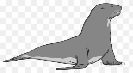 Sea Lion Black And White Illustration - png
