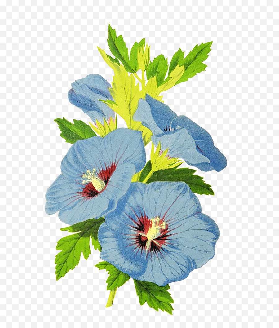 Digital Scrapbooking Flowers - Chinese Hibiscus Png,Blue Flowers Png