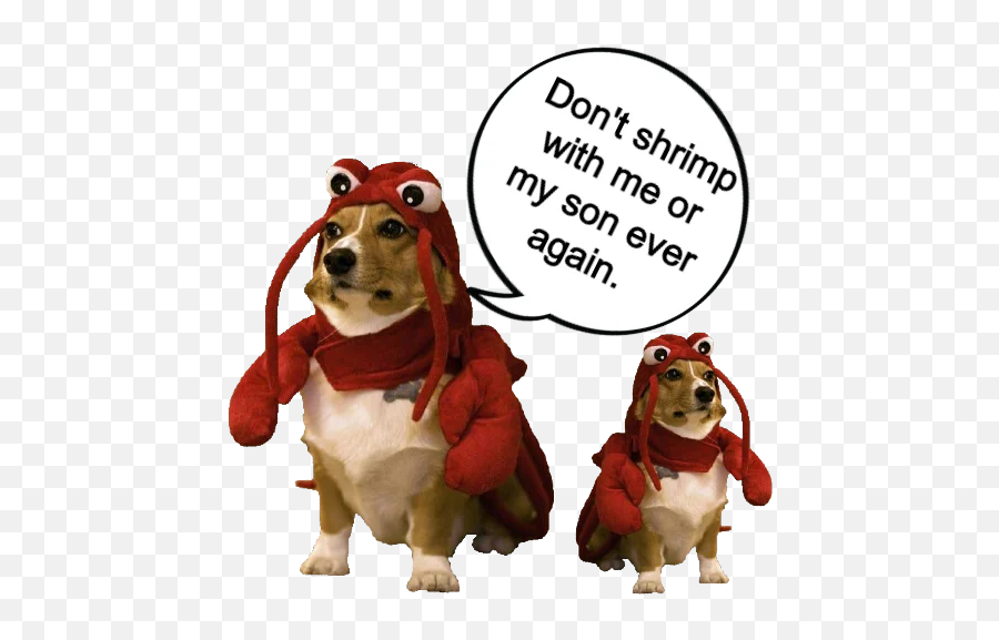 Shrimp - Dog In Lobster Costume Png,Alpha Icon Dog Clothes