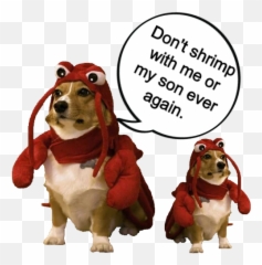 Shrimp - Dog In Lobster Costume Png,Alpha Icon Dog Clothes