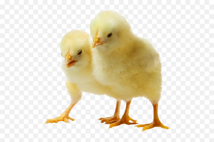 Download Baby Chicken Png Clipart - Free Transparent Png Baby Chicken Png,Chicken Png