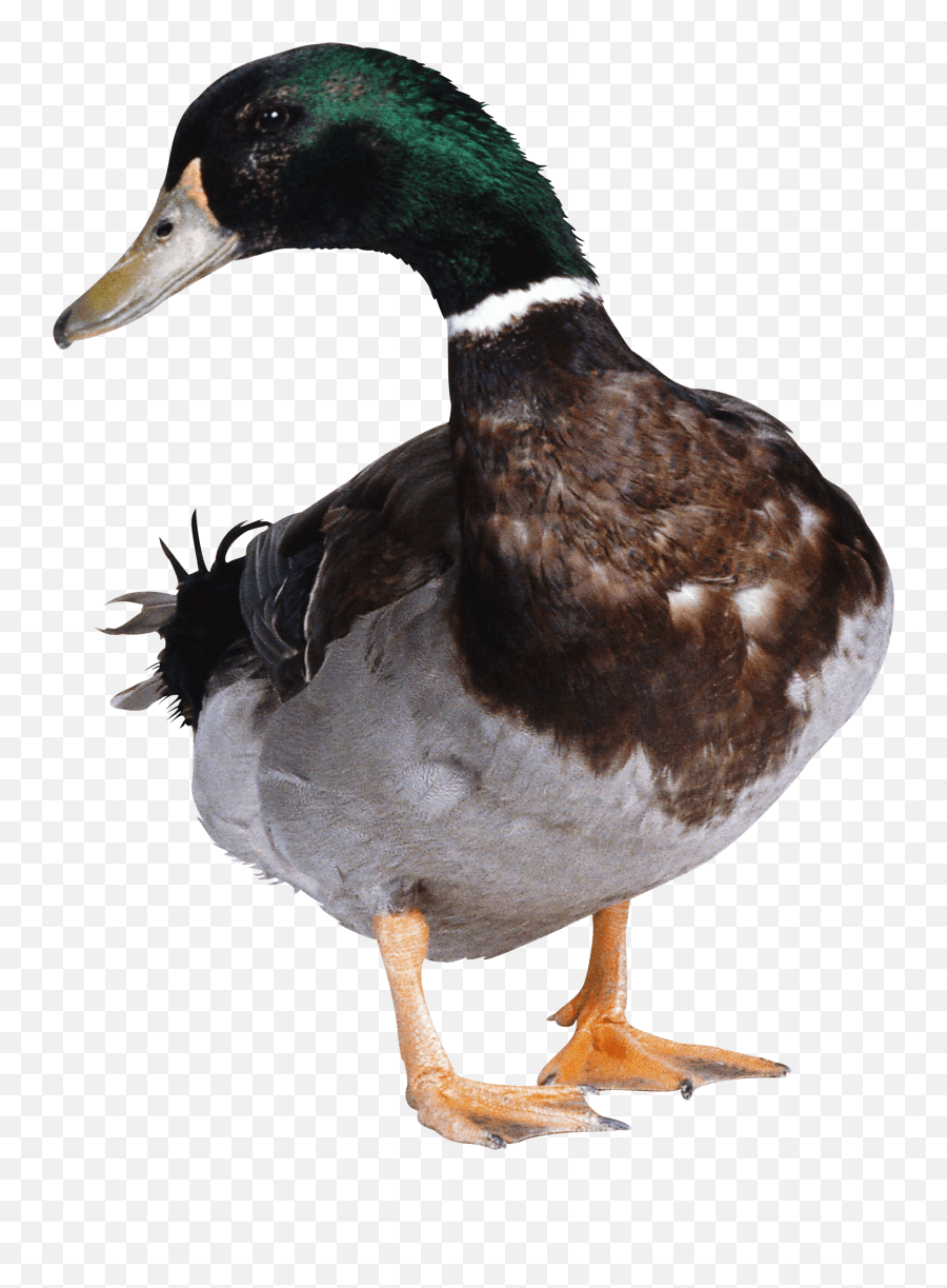 Green Duck Transparent Png - Duck Png,Duck Png