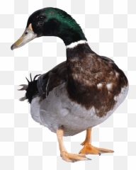 Green Duck Transparent Png - Duck Png,Duck Png