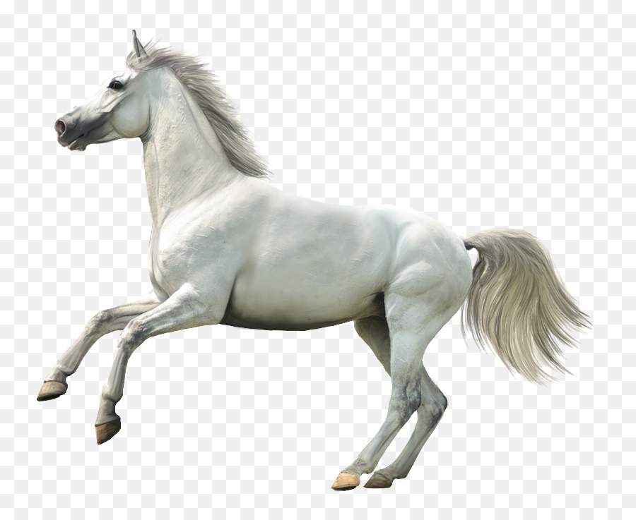 Wallpapers Laptop - White Horse No Background Png,White Horse Png
