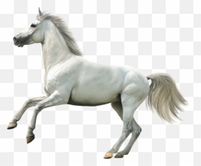 Wallpapers Laptop - White Horse No Background png