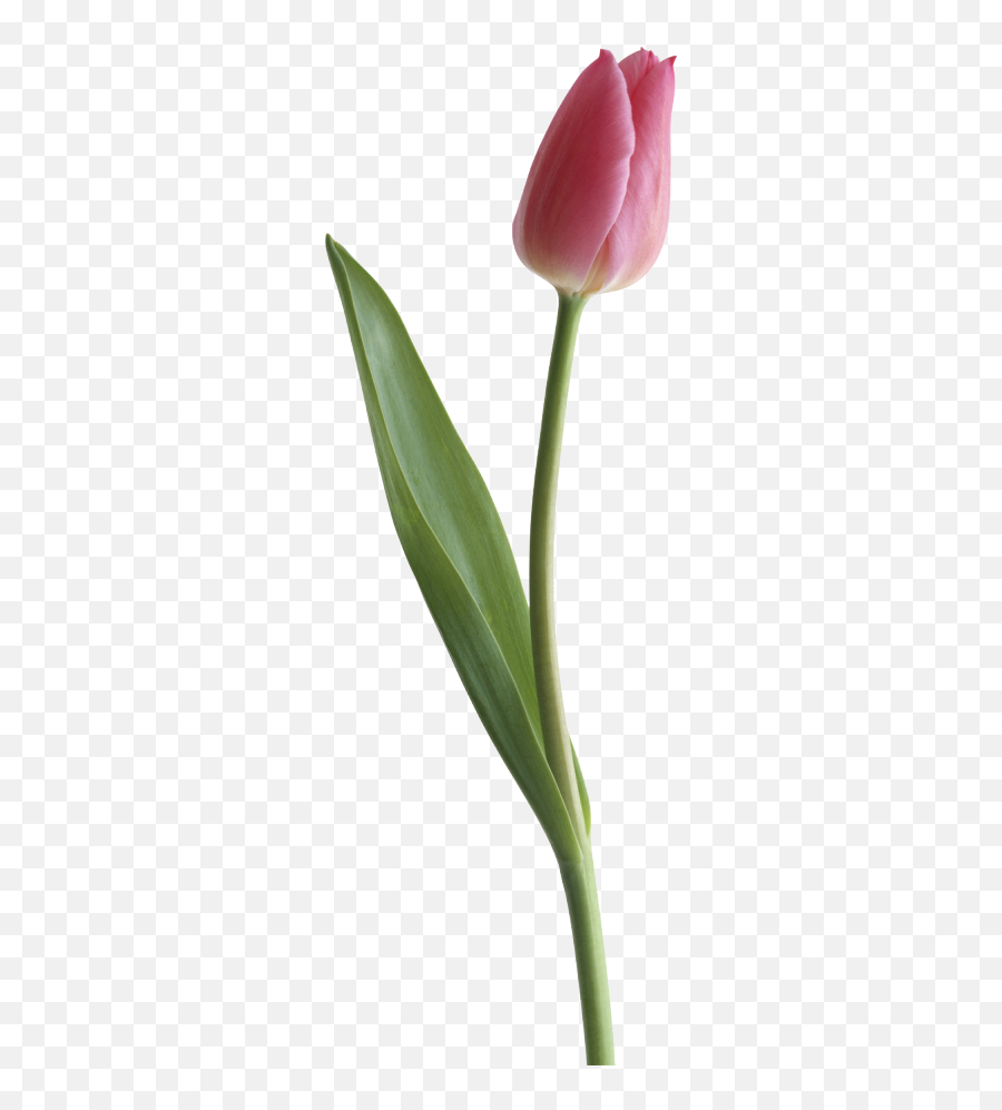 Tulip Single Transparent Png Clipart - Tulips Images Transparent Background,Tulip Transparent