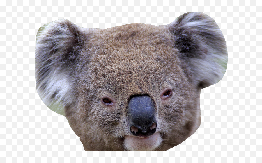 Download Koala Png Image With No Background - Pngkeycom Koala,Koala Png